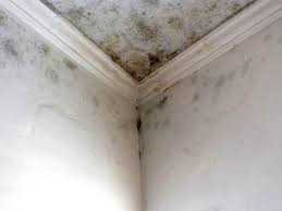 Best Black Mold Removal  in Fallbrook, CA